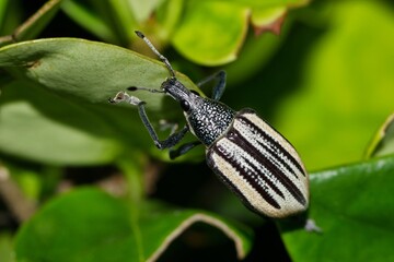 Diaprepes Root Weevil (Diaprepes abbreviatus) insect on plant leaves, nature destructive pest control garden Springtime.