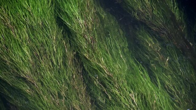 Lush green river weed swaying in the flowing River Arrow near Alcester in Warwickshire, UK.
