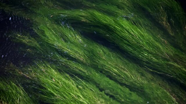 Lush green river weed swaying in the flowing River Arrow near Alcester in Warwickshire, UK.