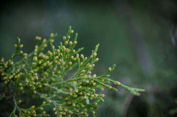Brigth green branch with cones on dark background. Moody tones of autumn. Thuja leaves close up