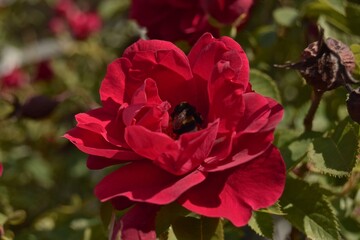 A BEE IN A ROSE
