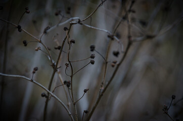 Dry branches silhouette on bush in november. Moody tones of autumn
