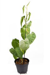 Large 'Syngonium Macrophyllum Frosted Heart' tropical houseplant with large hart shaped leaves climbin on pole in flower pot isolated on white background
