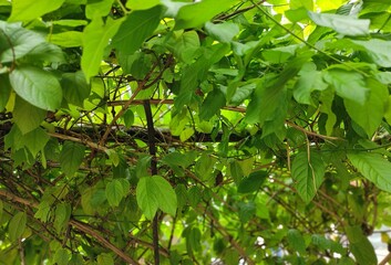 Obraz premium green leaves background