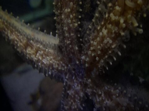 Nahaufnahme der Saugn&auml;pfe eines Seesterns in Zeitlupe . Aquarium Glasscheibe mit angesaugtem Seestern von unten. Sealife Oberhausen . Glass sucker in action . Seestern Sauger Makro .