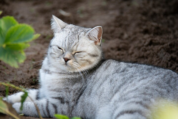 Beautiful gray British cat lies on the ground in the garden