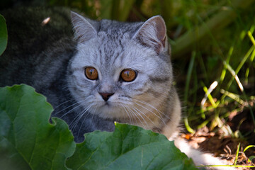 Beautiful gray British cat with amber eyes