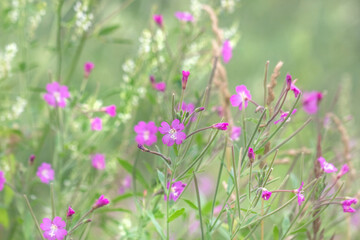 Obraz na płótnie Canvas Summer purple flowers
