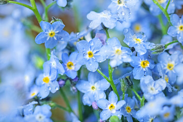 Flowers blue forget-me-nots