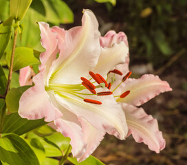 Fototapeta na wymiar Pale pink garden Lily large