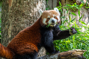 The red panda, Ailurus fulgens, also called the lesser panda.