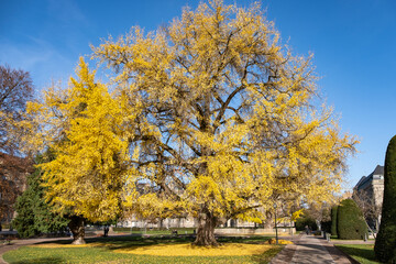 Ginkgo biloba aux feuilles dorées à l'automne