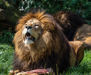 The lion, Panthera leo is one of the four big cats in the genus Panthera