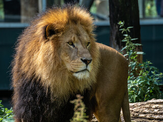 The lion, Panthera leo is one of the four big cats in the genus Panthera