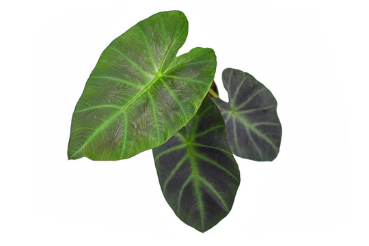Tropical 'Colocasia Esculenta Aloha Illustris' garden- or houseplant with dark green and almost black leaves isolated on white background
