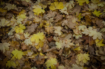 Brown carpet of fallen leaves in autumn park