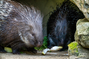 Indian crested Porcupine, Hystrix indica in a german zoo