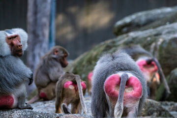The hamadryas baboon, Papio hamadryas is a species of baboon