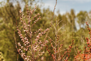 Hello spring concept, branch of blooming almond.