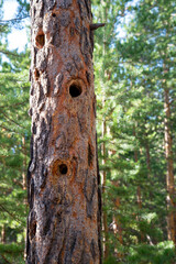 Squirrel holes in the trunk of a large pine tree.