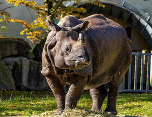Naklejka premium The Indian Rhinoceros, Rhinoceros unicornis aka Greater One-horned Rhinoceros