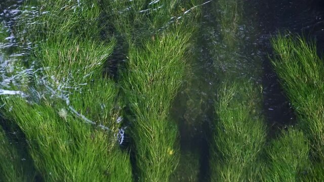 Lush green river weed swaying in the flowing River Arrow near Alcester in Warwickshire, UK.