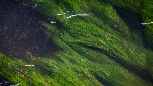 Lush green river weed swaying in the flowing River Arrow near Alcester in Warwickshire, UK.