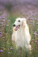 Fototapeta premium Beautiful and happy dog breed russian borzoi standing in the green grass and violet phacelia field in summer