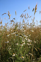 golden ripe wheat on  bright sunny summer day. cereal field of ripe wheat in bright sunlight, against  blue sky. ripe ears of wheat, with golden grains and long tendrils.