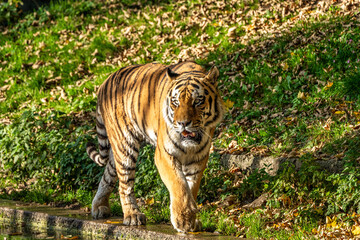 The Siberian tiger,Panthera tigris altaica in the zoo