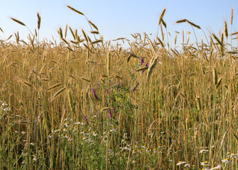 golden ripe wheat on  bright sunny summer day. cereal field of ripe wheat in bright sunlight, against  blue sky. ripe ears of wheat, with golden grains and long tendrils.