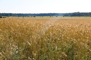 golden ripe wheat on  bright sunny summer day. cereal field of ripe wheat in bright sunlight, against  blue sky. ripe ears of wheat, with golden grains and long tendrils.