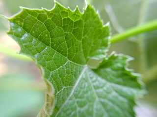 Natural Geen leaf wallpaper