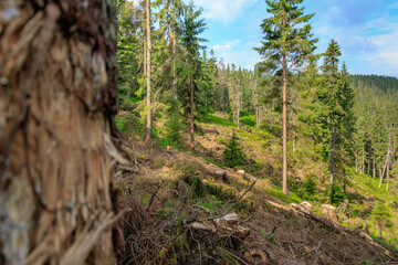 Deforestation of coniferous forest in the Carpathian Mountains
