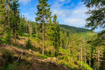 Fototapeta na wymiar Deforestation of coniferous forest in the Carpathian Mountains