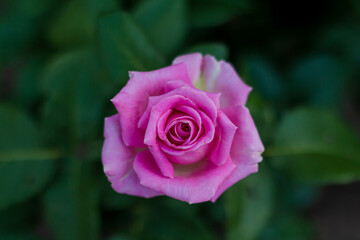 artisanal rose bud on green blurred background