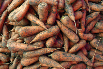Fototapeta premium fresh carrots on the market