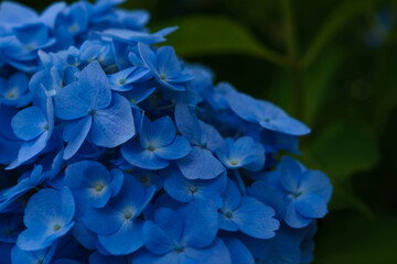 Obraz premium 紫陽花