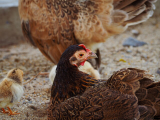 Mother  Chickens, hen sitting in a poultry farm