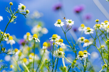 Daisy flower and blue sky blackground.
