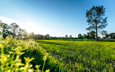 Beautiful green field of rice plant with water and blue sky in the moring. Argiculture concept.