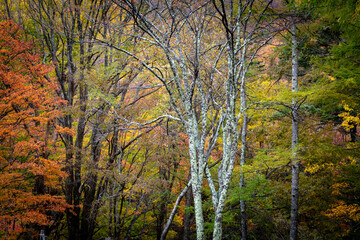 靄のかかる湿原の夜明け