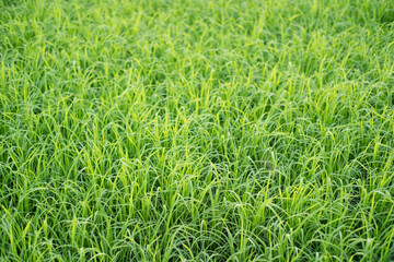 Rice is growth in the rice paddies.Bright green grass.The seedlings of rice are light green.
