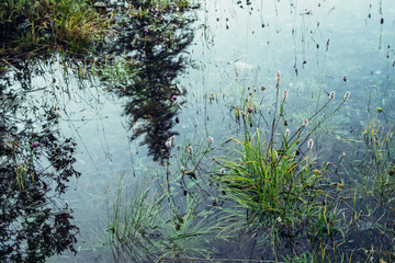 Nature background of green vegetation and stones in clear water. Greenery on bottom of mountain lake after flood. Reflection of trees silhouettes in calm transparent water surface. Underwater flora.