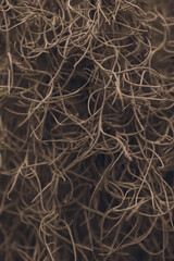 Close-up of the messy tree roots.