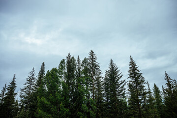 Silhouettes of fir tops on cloudy sky background. Atmospheric minimal forest scenery. Tops of green conifer trees against gray overcast sky. Nature backdrop with firs and sky. Woody mystery landscape.