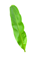 Green banana leaves with unique motifs, isolated on a white background, clipping path included