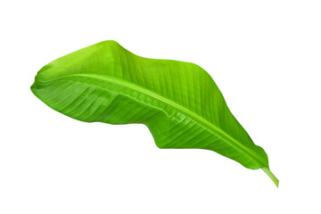 Obraz premium Green banana leaves with unique motifs, isolated on a white background, clipping path included