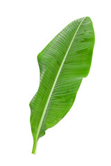 Obraz premium Green banana leaves with unique motifs, isolated on a white background, clipping path included