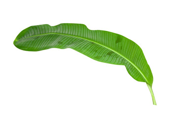 Green banana leaves with unique motifs, isolated on a white background, clipping path included